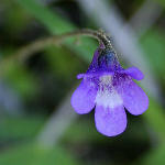 76 Tanja Kyykka Pinguicula vulgaris.jpg